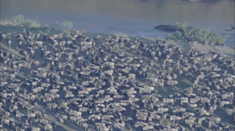 Forest Water Stock Footage 39923960