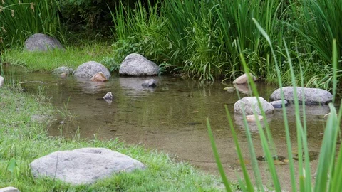 Forest Water Vídeo Stock 111826476