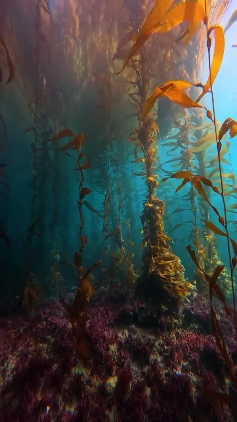 Forest in water Vídeo Stock 328441080