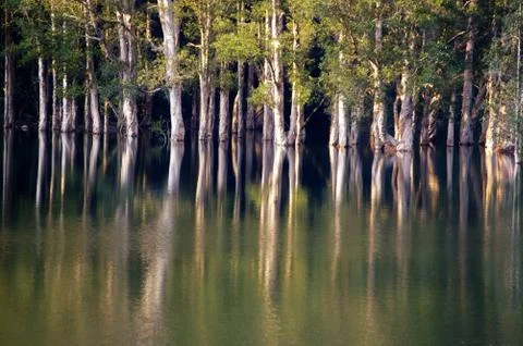 Forest in water Foto stock
