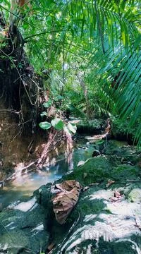 Forest Water Stock Photos