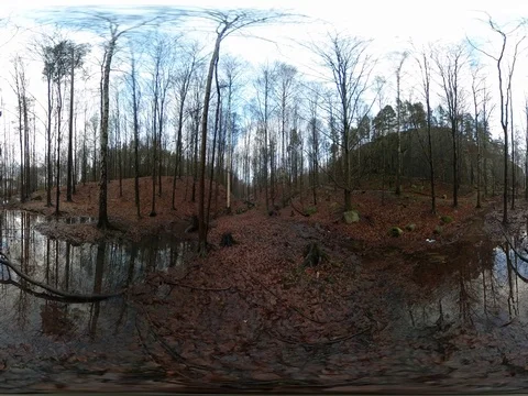 Forest Water Reflection in Autumn Time - 360 VR Stock Footage 83861360