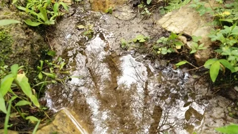 Forest water reflections trees grass Video stock 157682388