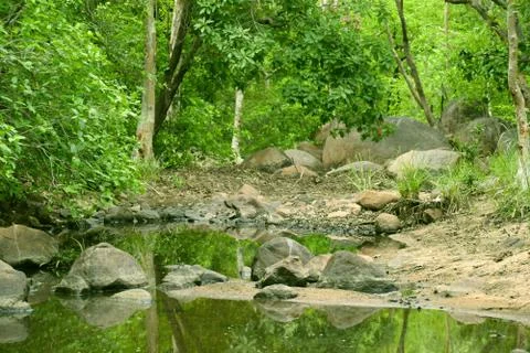 Forest water river Stock Photos