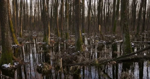 Forest on the water, shot in motion, 4K Stock Footage 170587229