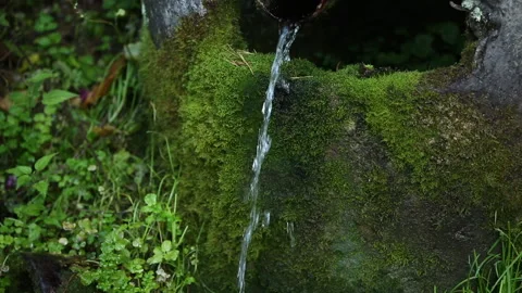 Forest water spring Stock Footage 161838383