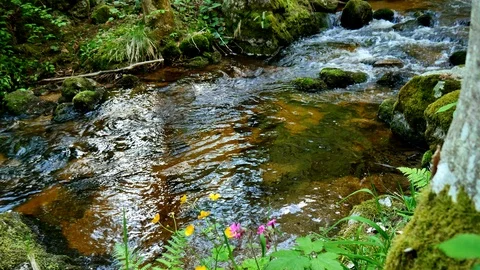 Forest Water Stream and Wild Flowers (Red Campion and Buttercup) in Spring Video stock 107501351