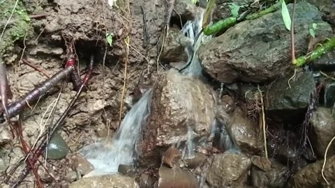 Forest Water Stream with Rocks and Roots – Natural Flow in Jungle Stock Footage 329780365