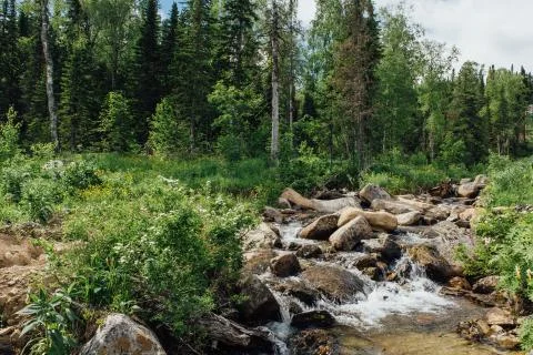 Forest waterfall and brook Stock Photos