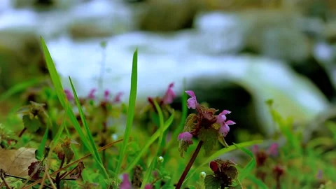 Forest waterfall and flower Stock Footage 153501517