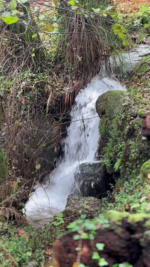Forest Waterfall and River in Nature Park Stock Footage 322946375