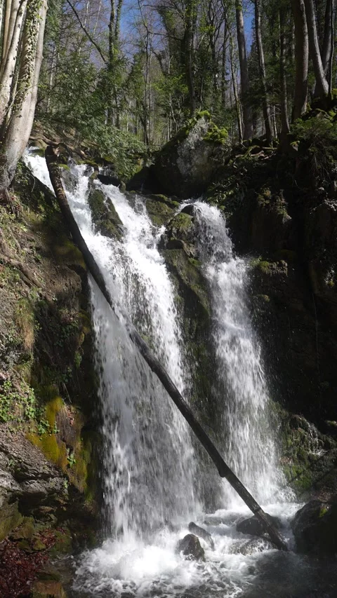 Forest waterfall cascade Video stock 337787856