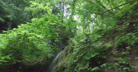 Forest waterfall in daylight. Stock Footage 75702394