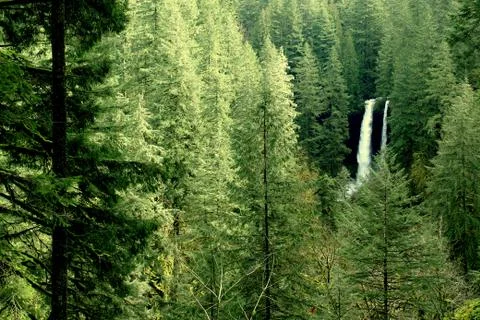 Forest with waterfall in the distance Stock Photos