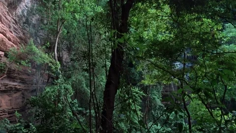 Forest Waterfall Flowing Through Lush Green Woods Stock Footage 307897233