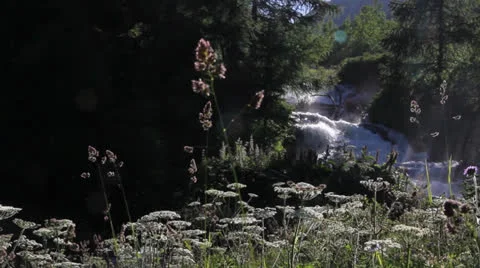 Forest waterfall Stock Footage 22664507