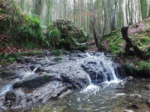 Forest Waterfall 库存影片 71265725