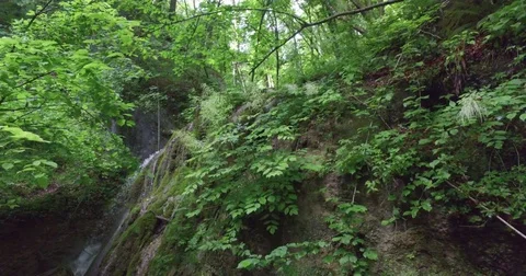 Forest waterfall. Stock Footage 75701481