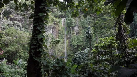 Forest Waterfall 動画素材 77705482