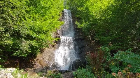 Forest waterfall Stock Footage 212913597