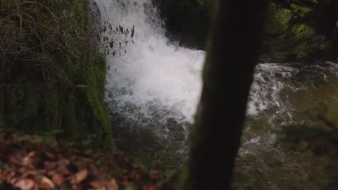 Forest Waterfall Video stock 241026470
