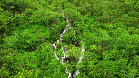 Forest waterfall Stock Footage 241705429
