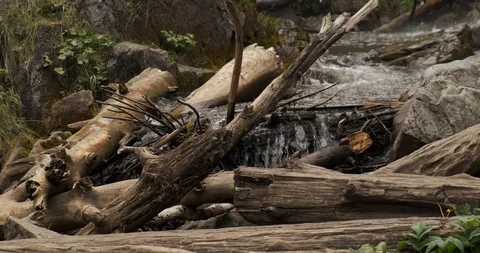 Forest waterfall littered with logs, fallen trees on path of mountain river Stock Footage 118297163