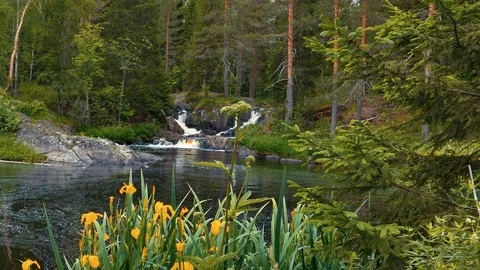 Forest Waterfall Low Angle Dolly Shot Stock Footage 72356170