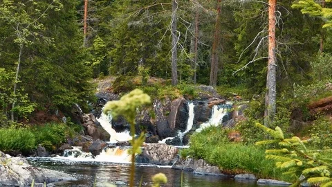 Forest Waterfall Low Angle Dolly Shot Stock Footage 72356384