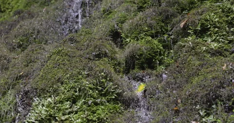 Forest waterfall, Madeira, 4K slomo Stock Footage 249756264