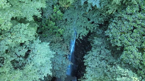 Forest waterfall nature Stock-Footage 240781226