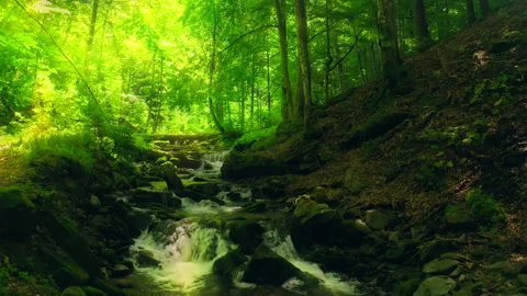 Forest waterfall nature sun magic tree stone water travel Stock-Footage 162848624