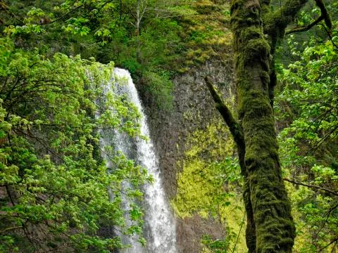 Forest Waterfall Stock Photos