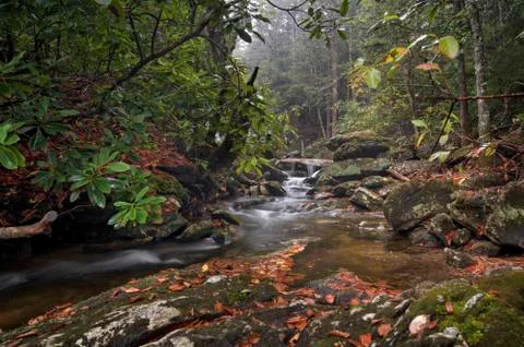 Forest Waterfall Stock Photos