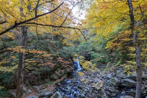 Forest waterfall. Stock Photos