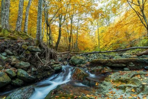 Forest waterfall. Stock Photos