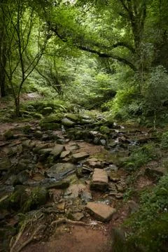 Forest waterfall, small mountain stream,  stones covered with green moss Stock Photos