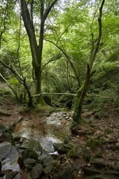 Forest waterfall, small mountain stream,  stones covered with green moss Stock Photos
