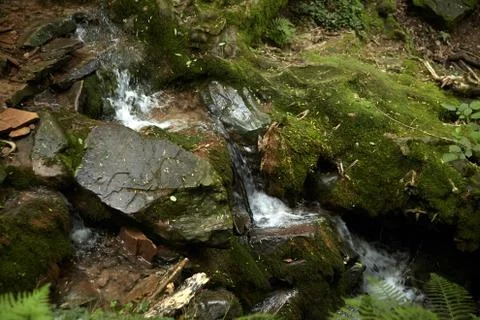 Forest waterfall, small mountain stream,  stones covered with green moss Stock Photos