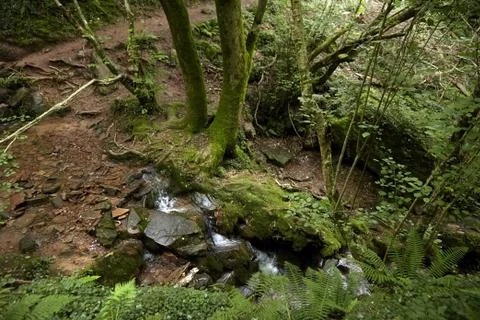 Forest waterfall, small mountain stream,  stones covered with green moss Stock Photos