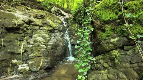 Forest Waterfall: Small Stream, Moss-Covered Rocks Video stock 311206001