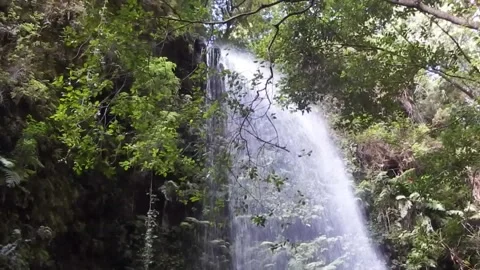 Forest Waterfall Stream Flowing Through Woods Stock Footage 307897084