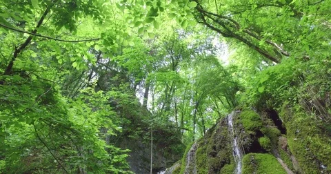 Forest waterfall in summer. Stock Footage 75673265