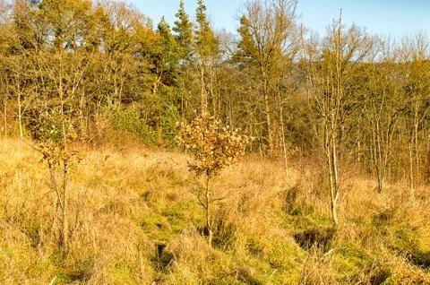 The forest in Watzdorf Bad Blankenburg thuringia Stock Photos