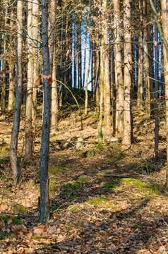 The forest in Watzdorf Bad Blankenburg thuringia Stock Photos