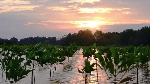 The forest is a wave. Stock Footage 83609119