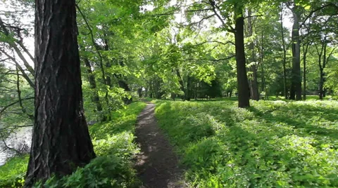 Forest way Vídeo Stock 35732011