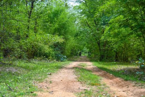 Forest Way Looking Different Between Green Trees 02 Stock Photos