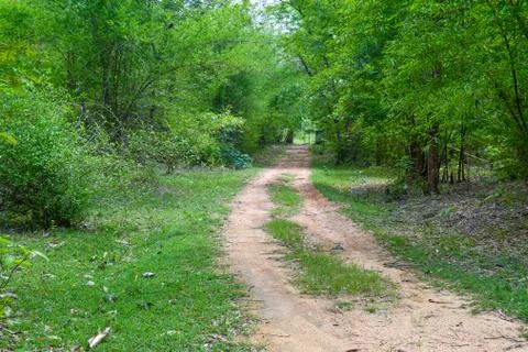 Forest Way Looking Different Between Green Trees 01 Stock Photos