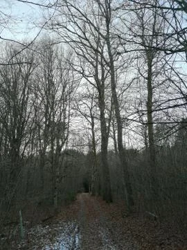 Forest-way  (the other side) Stock Photos